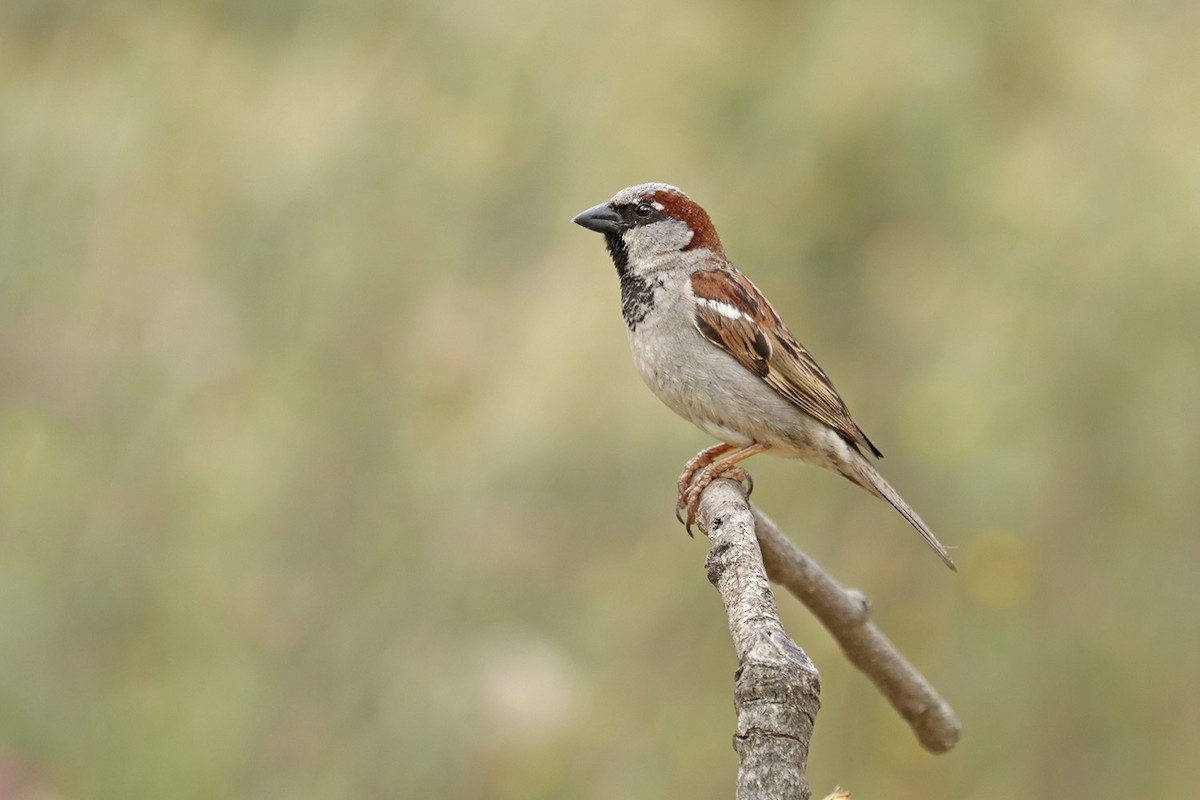 House Sparrow - Francisco Barroqueiro