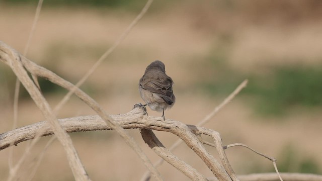 Lesser Whitethroat (Lesser) - ML456913351