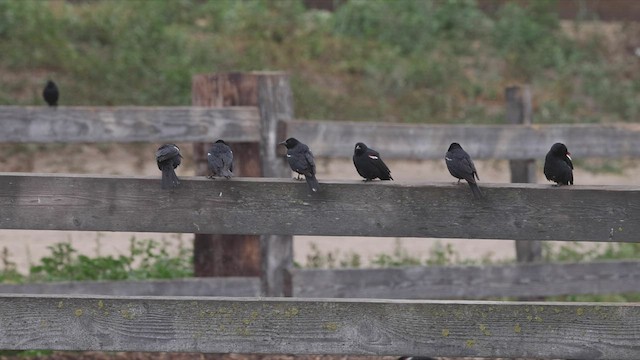 Tricolored Blackbird - ML456913381