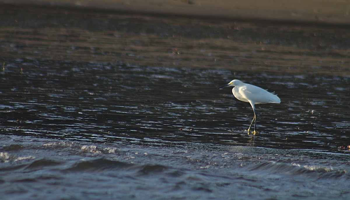 Snowy Egret - ML456914691