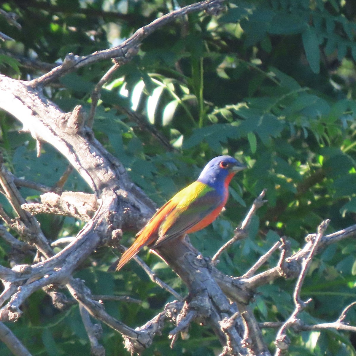 Painted Bunting - ML456914981