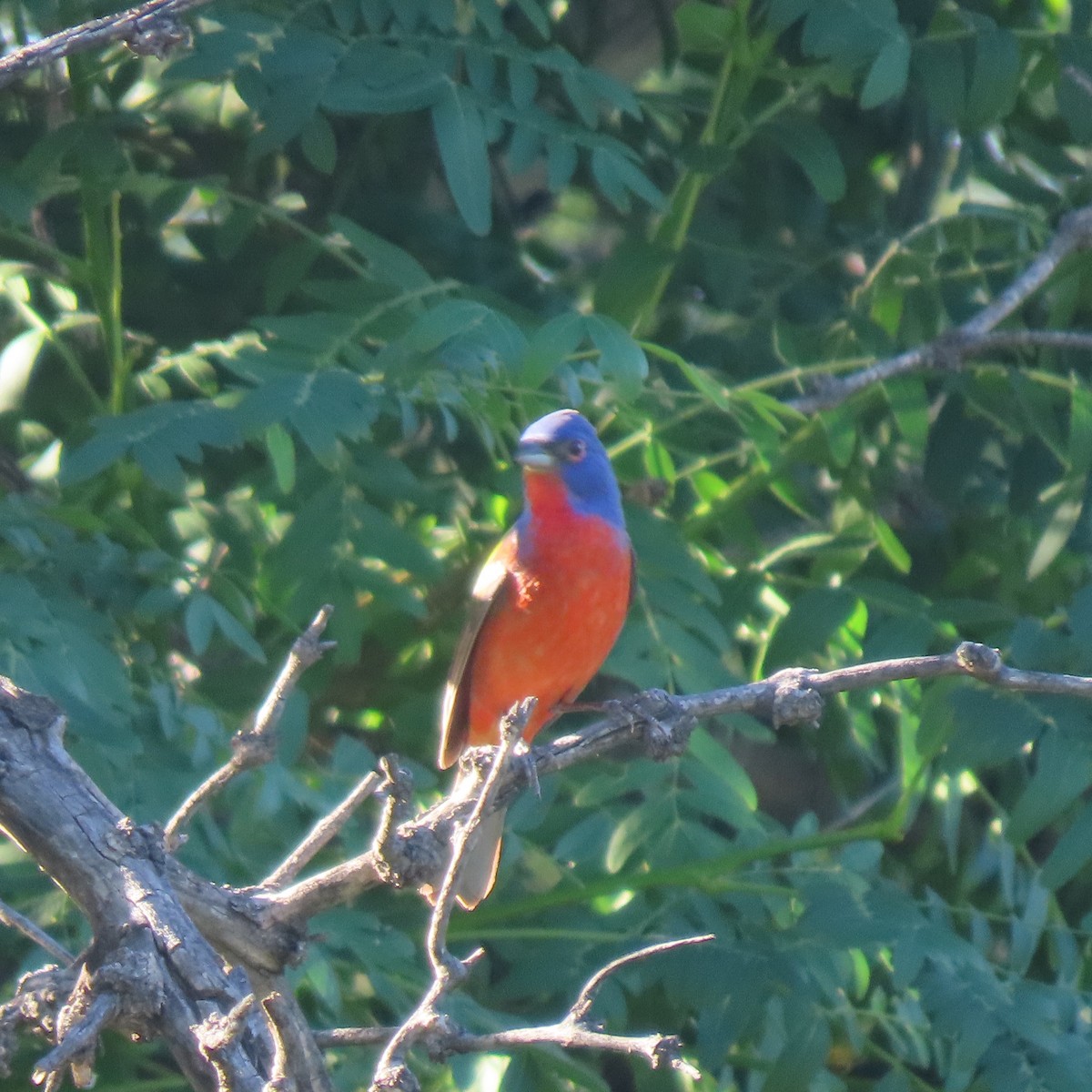 Painted Bunting - ML456914991