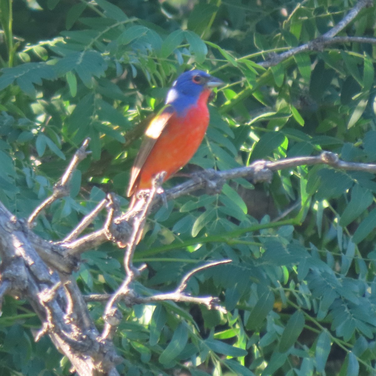 Painted Bunting - ML456915021