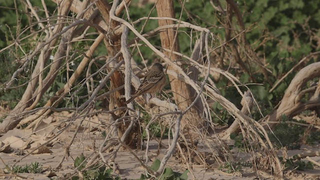 Овсянка Крешмара - ML456915231