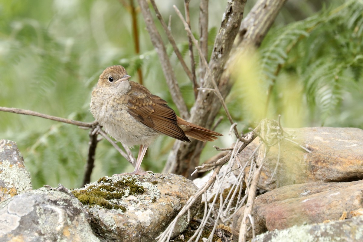 Common Nightingale - ML456915621