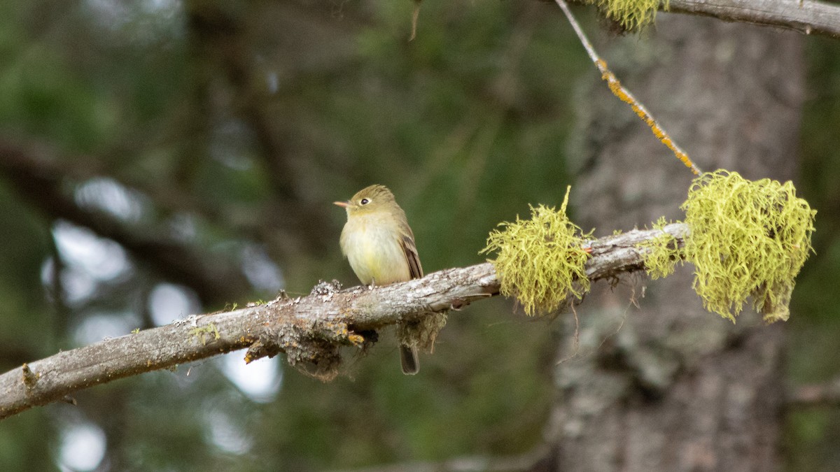 Western Flycatcher (Pacific-slope) - ML456916081