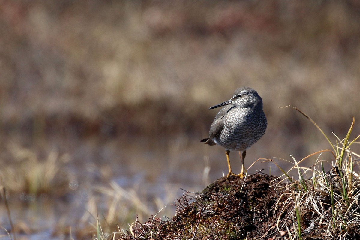 Wandering Tattler - ML456916271