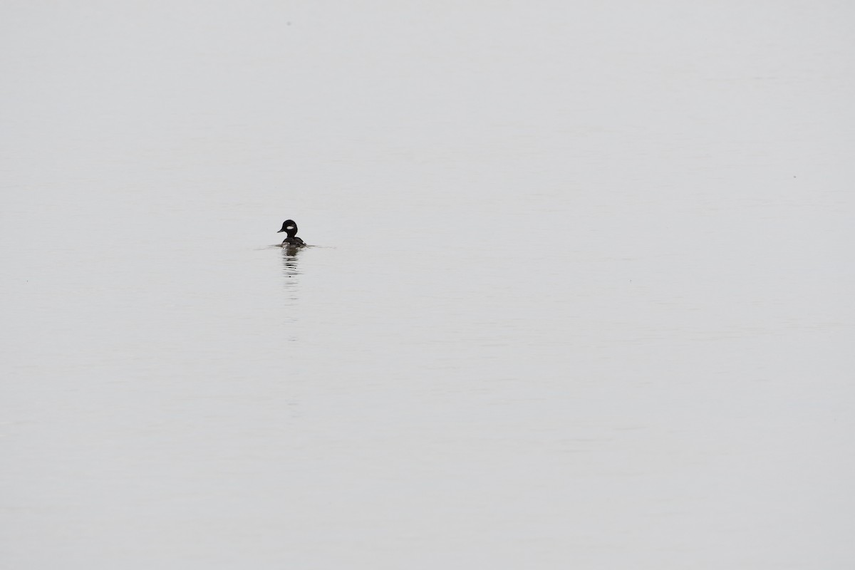 Bufflehead - ML456917641