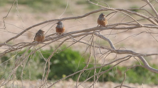 Cretzschmar's Bunting - ML456918331