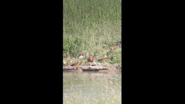 Black-bellied Whistling-Duck - ML456918941