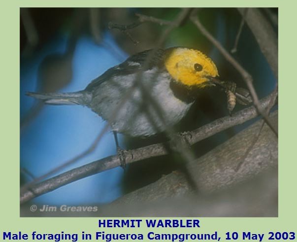 Пісняр-лісовик жовтоголовий - ML456920321