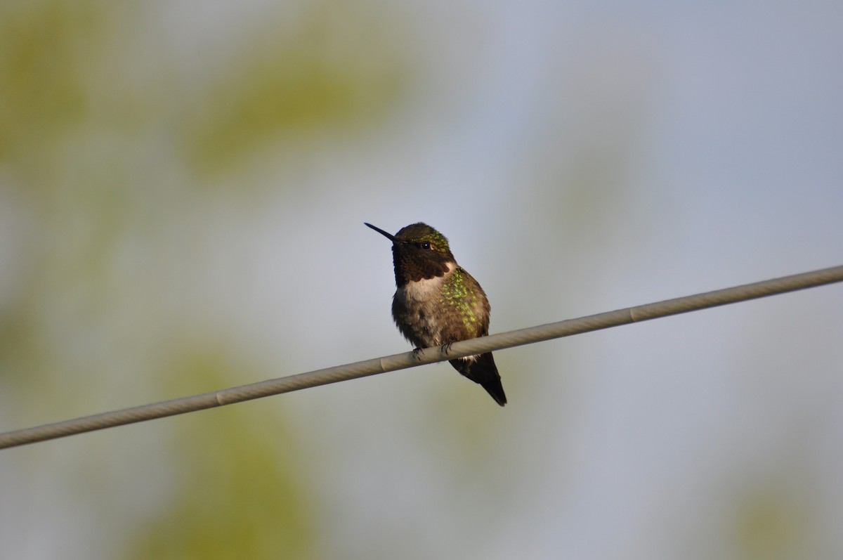 Colibrí Gorjirrubí - ML456921331