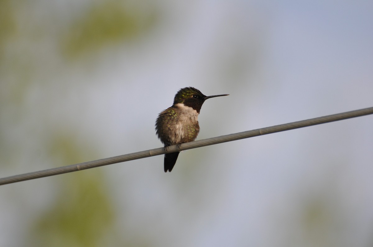 Ruby-throated Hummingbird - ML456921341