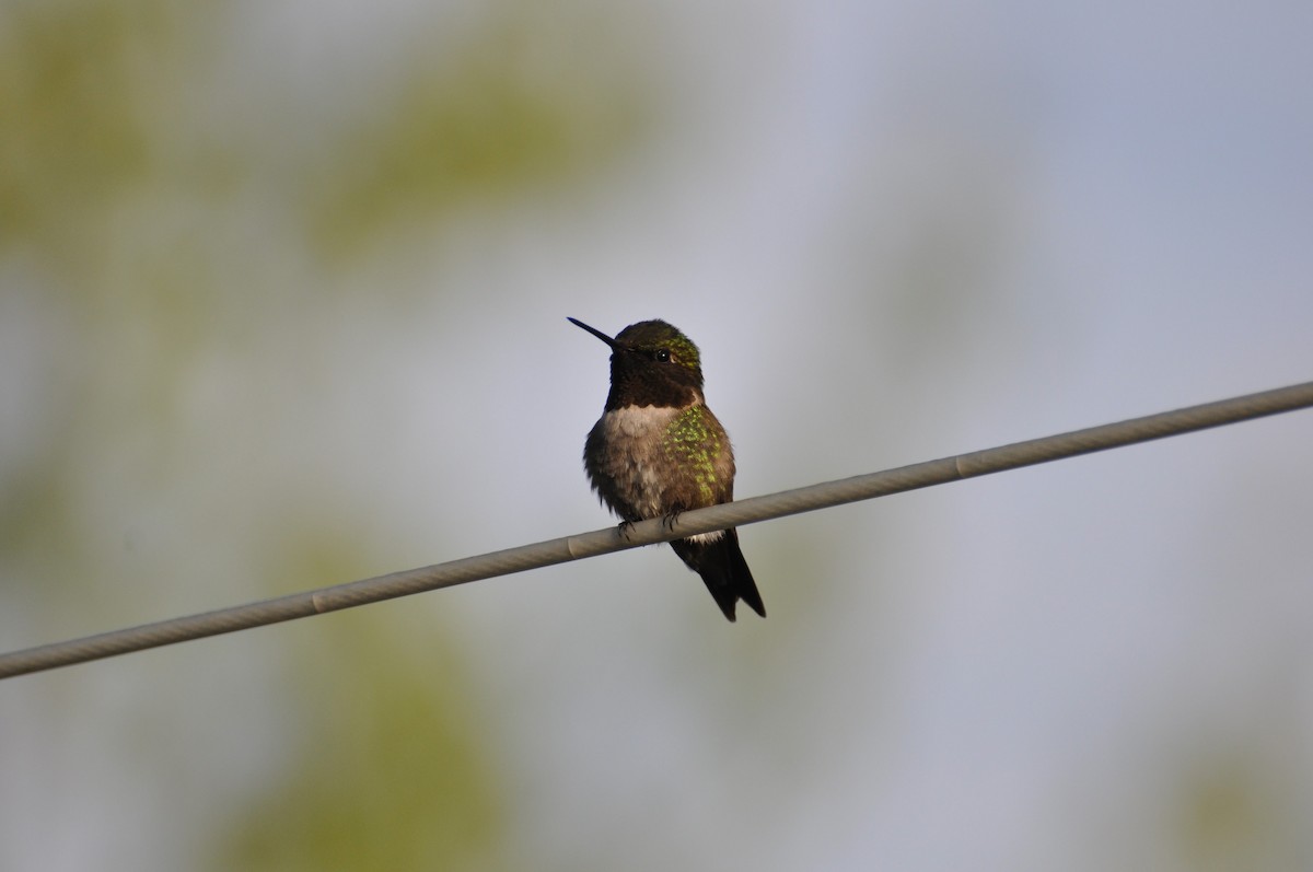 Colibrí Gorjirrubí - ML456921351