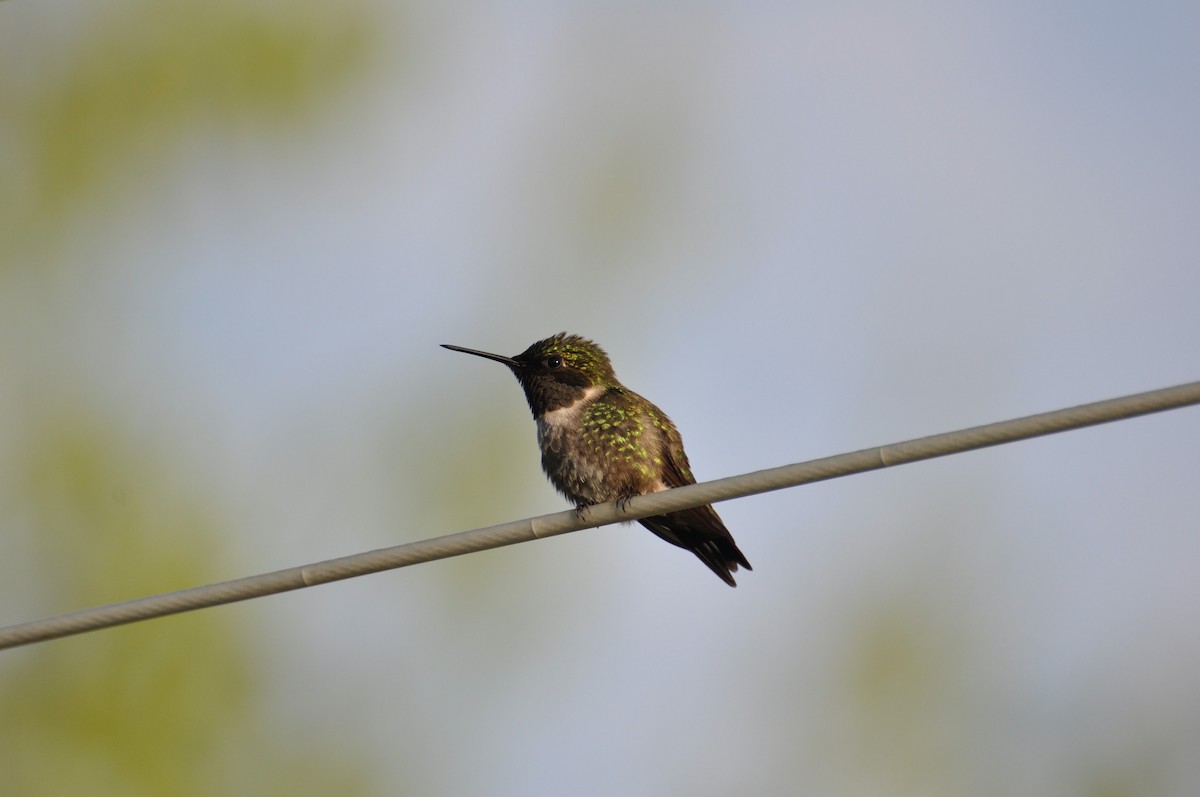 Colibrí Gorjirrubí - ML456921361