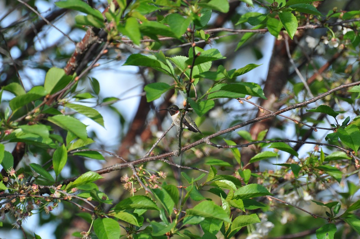 Colibrí Gorjirrubí - ML456921371