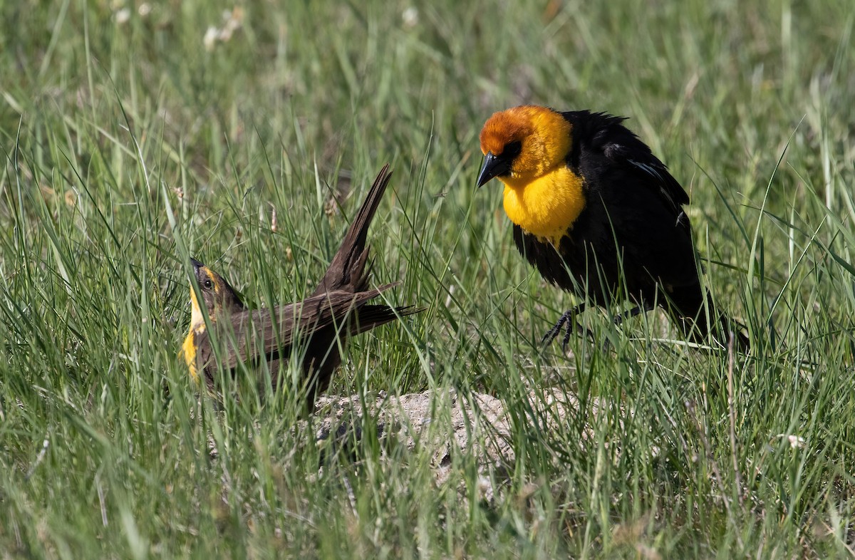 Yellow-headed Blackbird - ML456921981