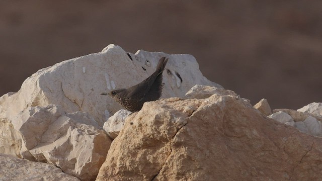 Blue Rock-Thrush (solitarius/longirostris) - ML456922331