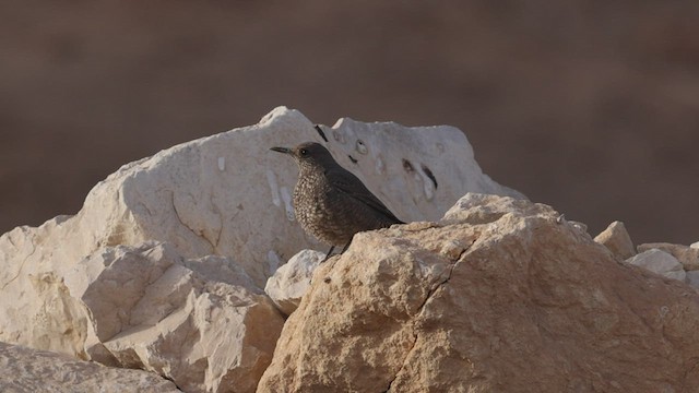 Blue Rock-Thrush (solitarius/longirostris) - ML456922421