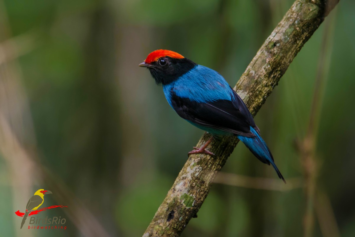 Swallow-tailed Manakin - ML45692281