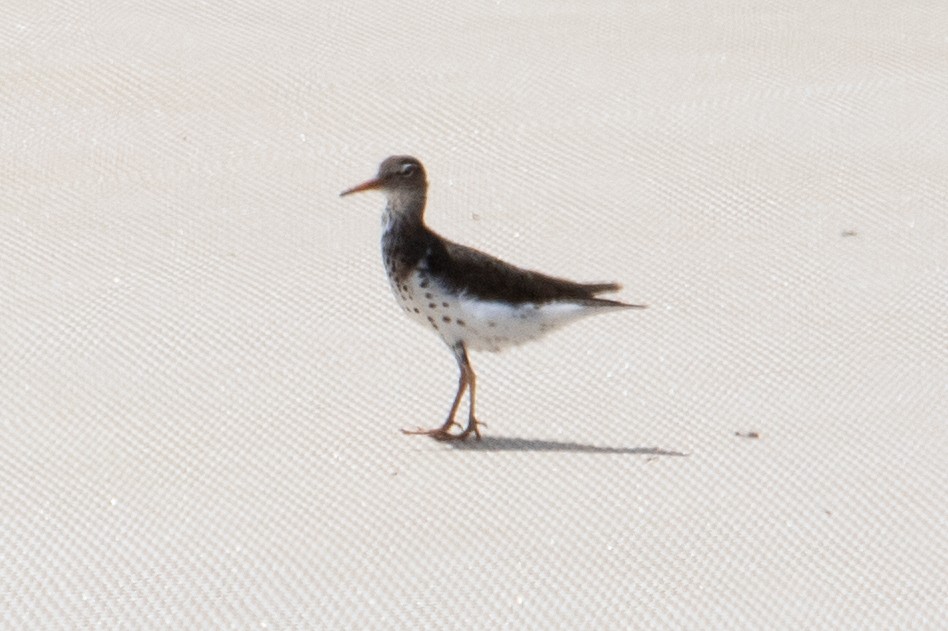 Spotted Sandpiper - Cameron Johnson