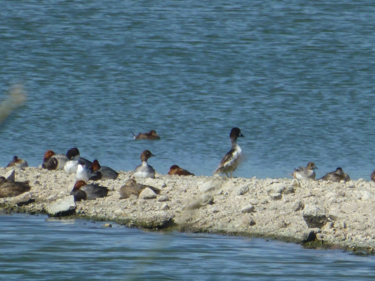 Common Goldeneye - ML456923931