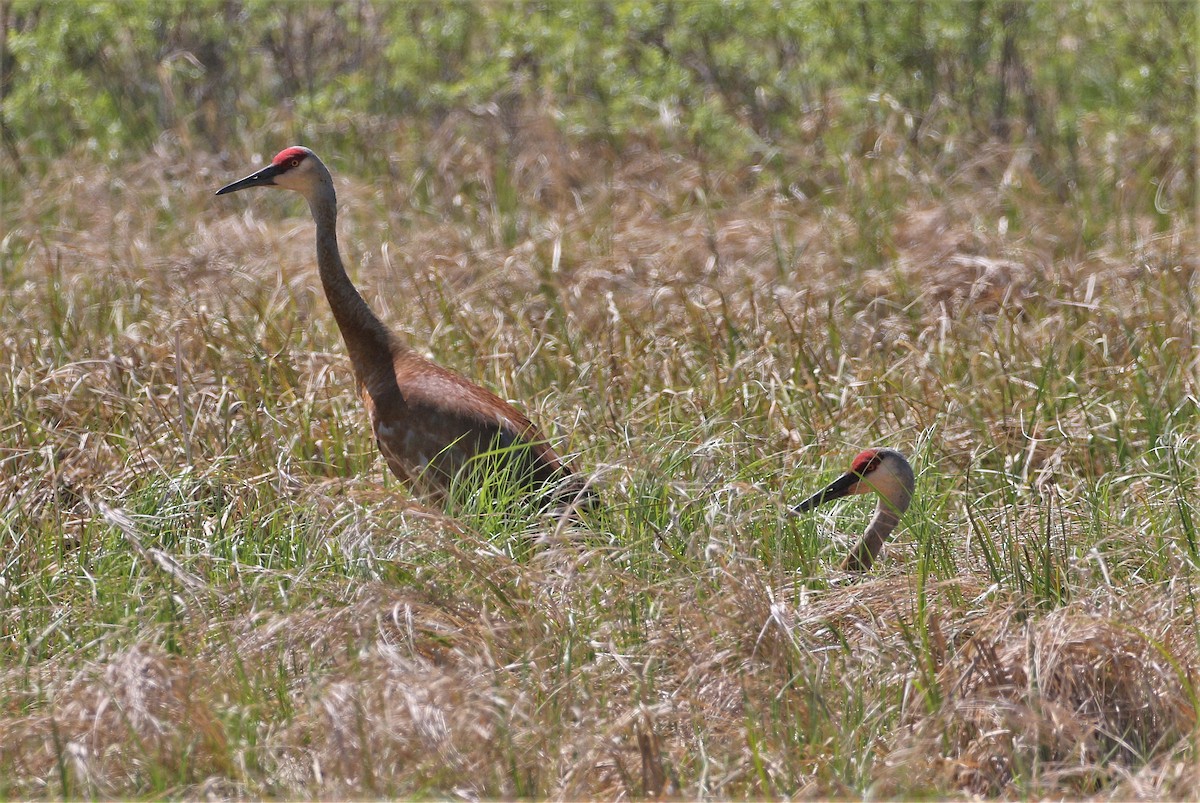 Grulla Canadiense - ML456924211