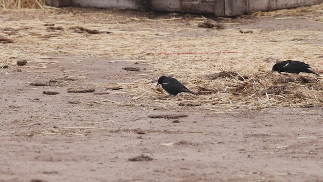 Tricolored Blackbird - ML456925181