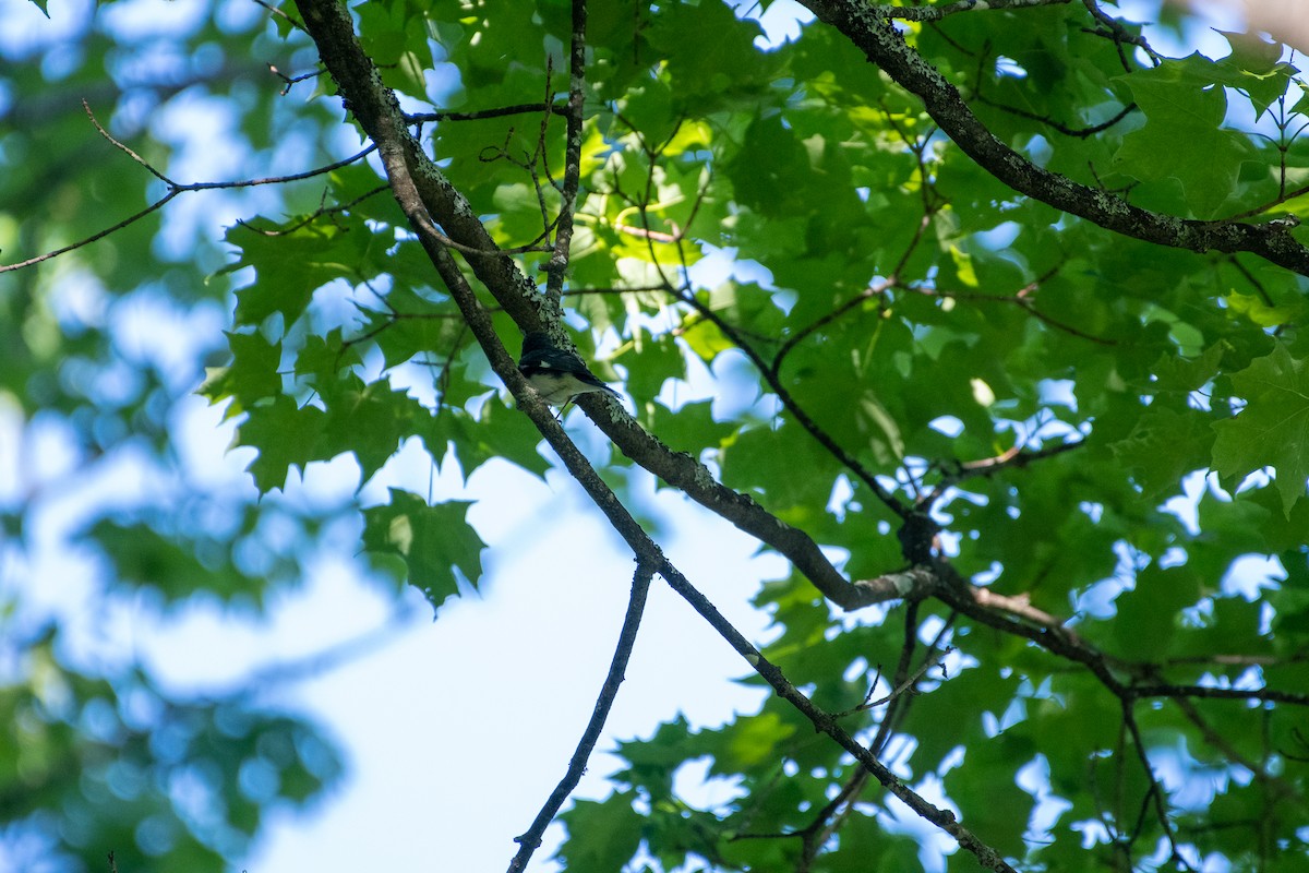 Black-throated Blue Warbler - ML456926291