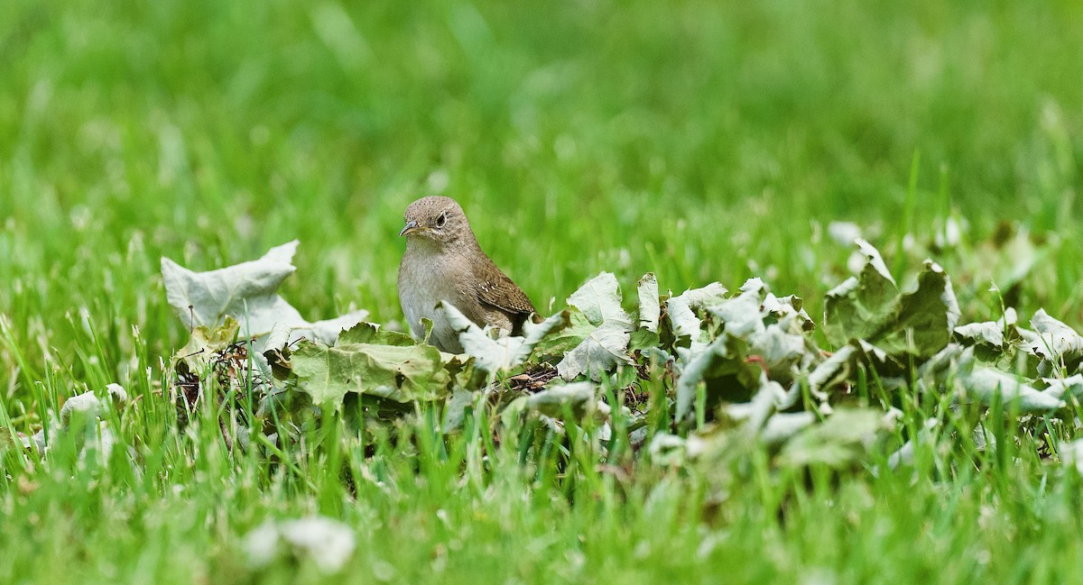 House Wren - ML456926311