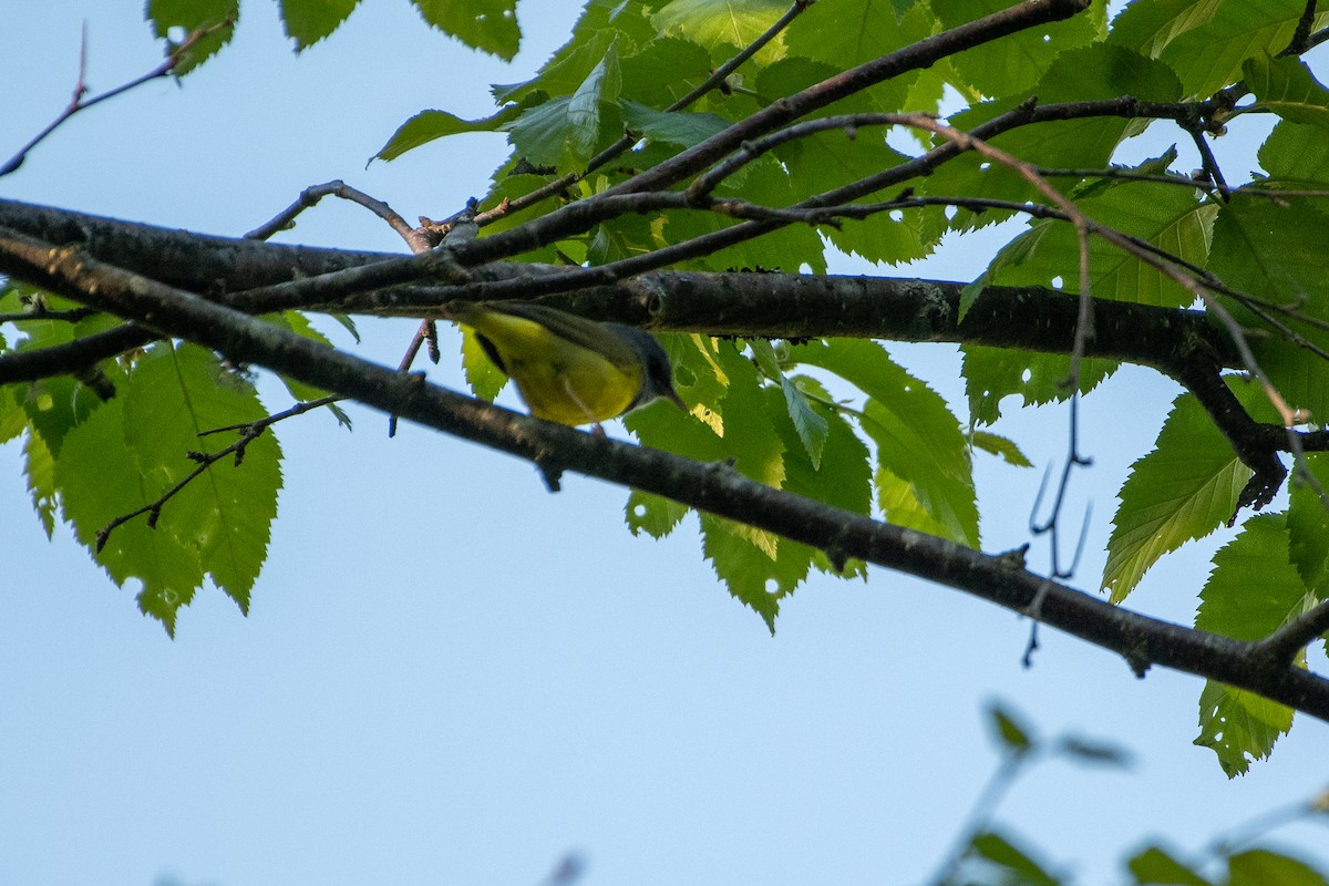 Mourning Warbler - ML456926361