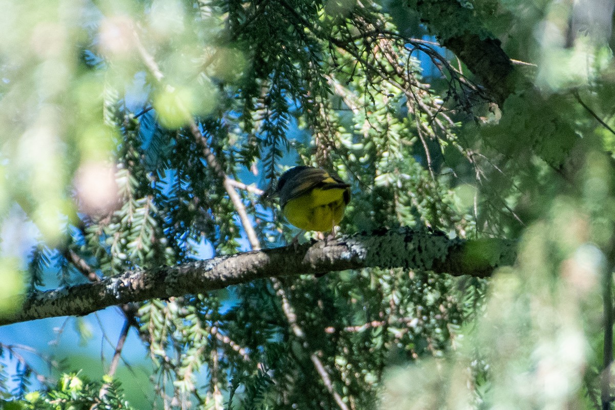 Mourning Warbler - ML456926381