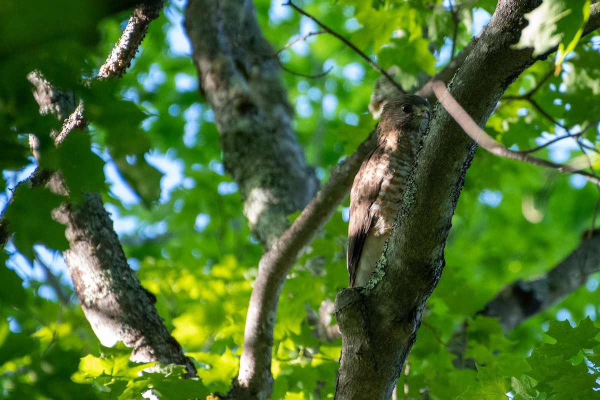 Broad-winged Hawk - ML456926661