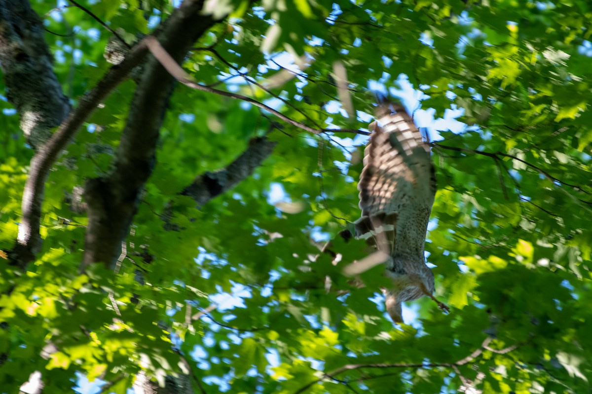 Broad-winged Hawk - ML456926671