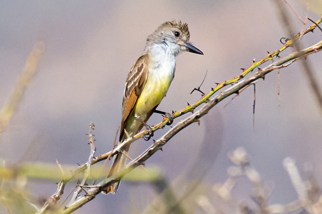 Copetón Tiranillo - ML456926751