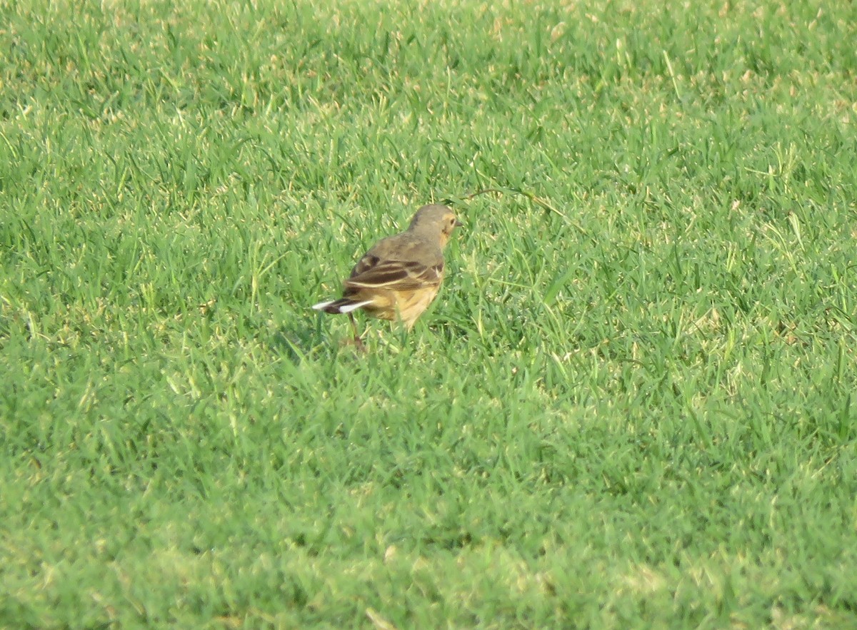 Pipit d'Amérique - ML456926811