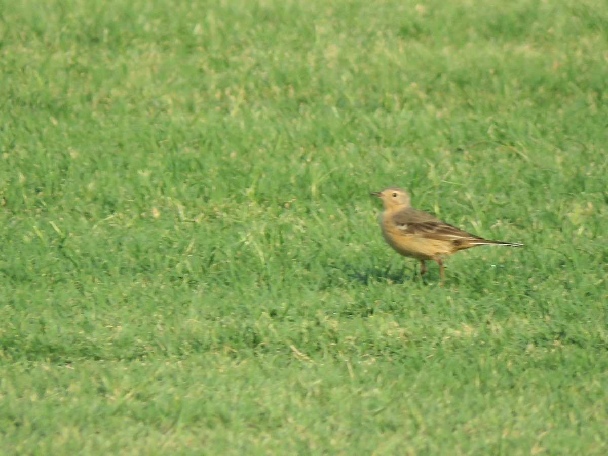 Pipit d'Amérique - ML456926851