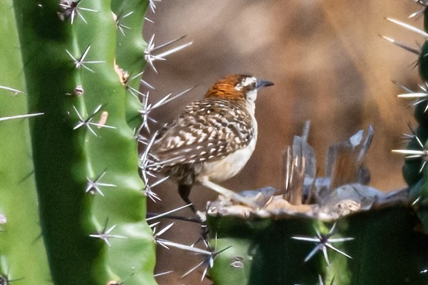 Cucarachero Nuquirrufo (humilis) - ML456927491