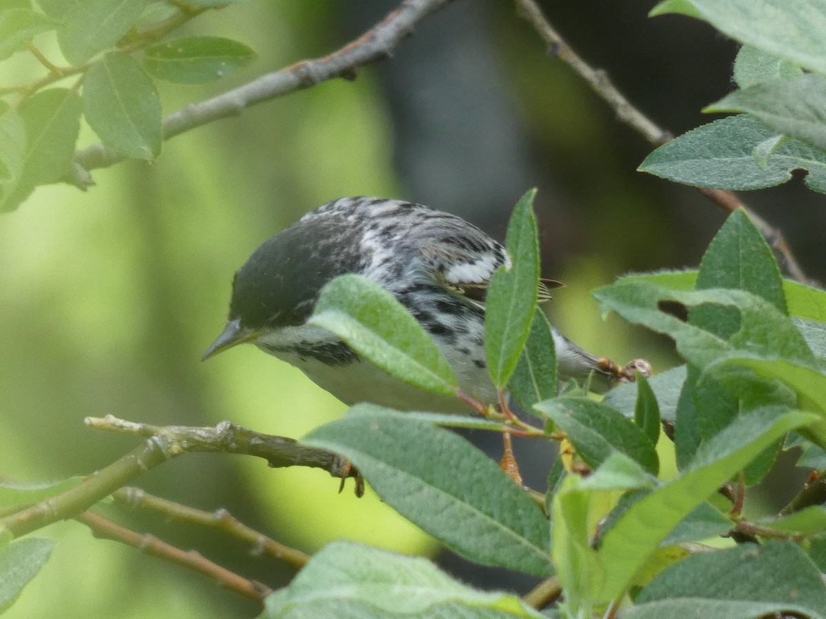 Blackpoll Warbler - ML456929021