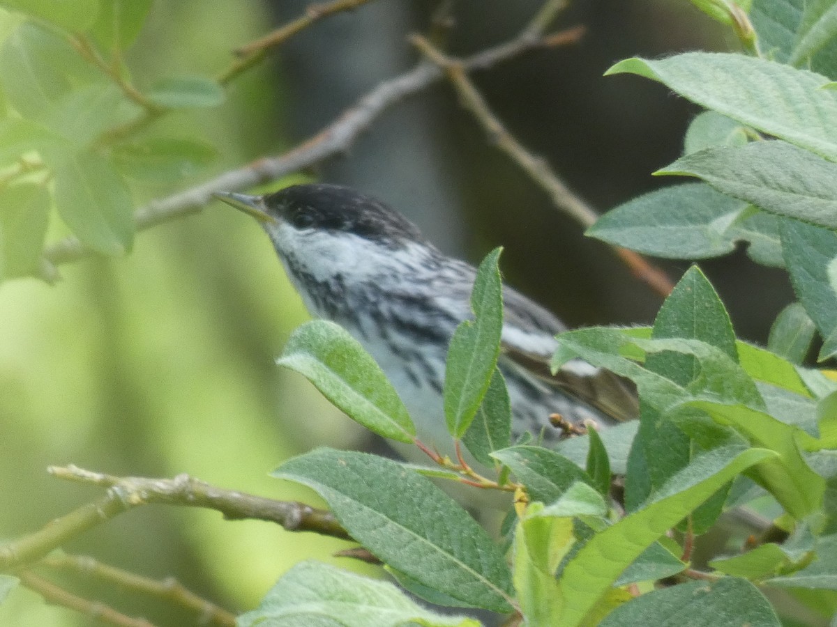 Blackpoll Warbler - ML456929061