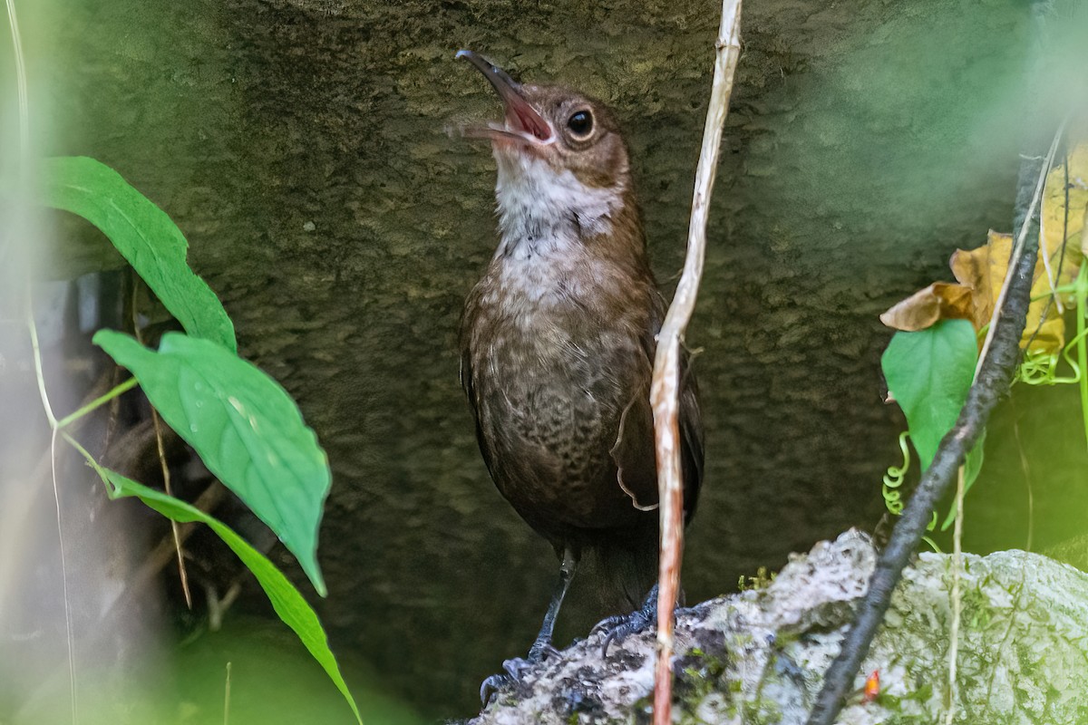 Nava's Wren - ML456930591