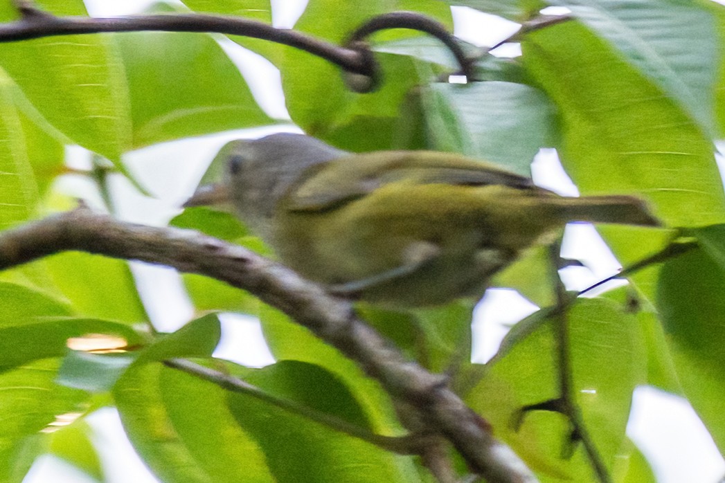 Lesser Greenlet - ML456931151