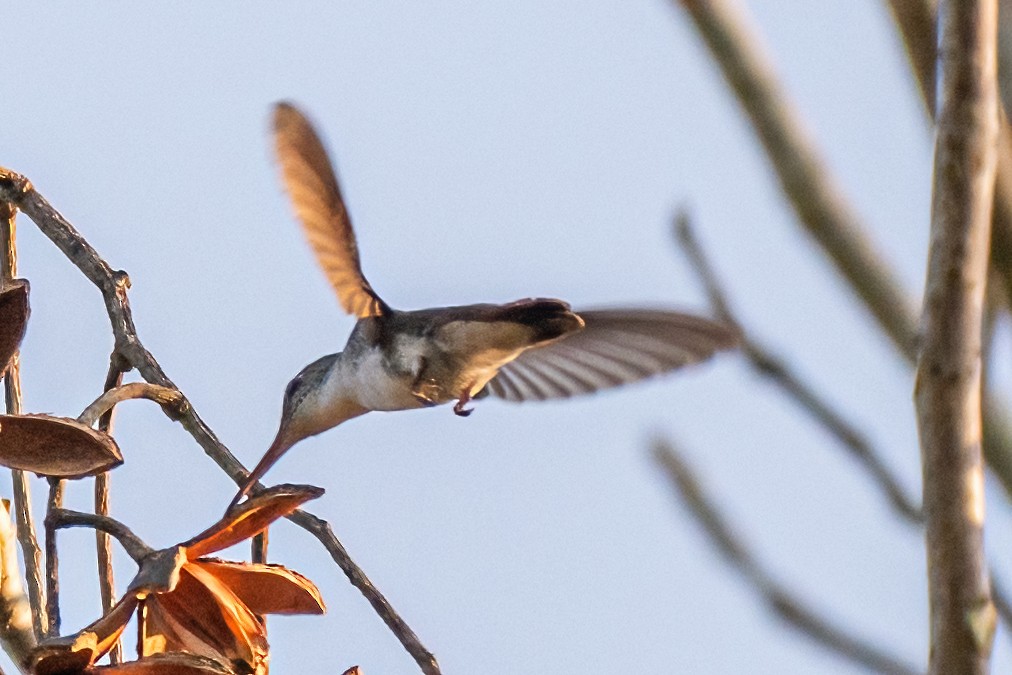 White-bellied Emerald - ML456931661