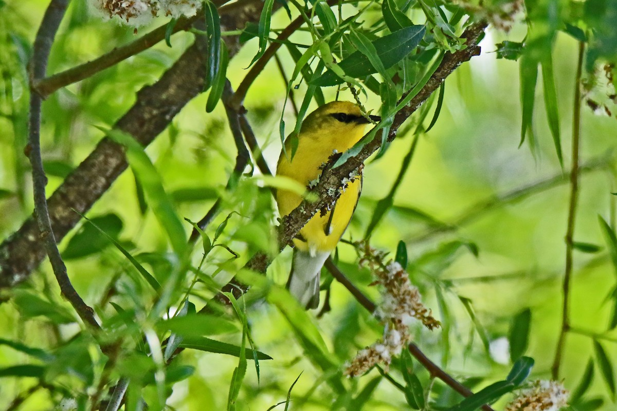 blåvingeparula - ML456933761