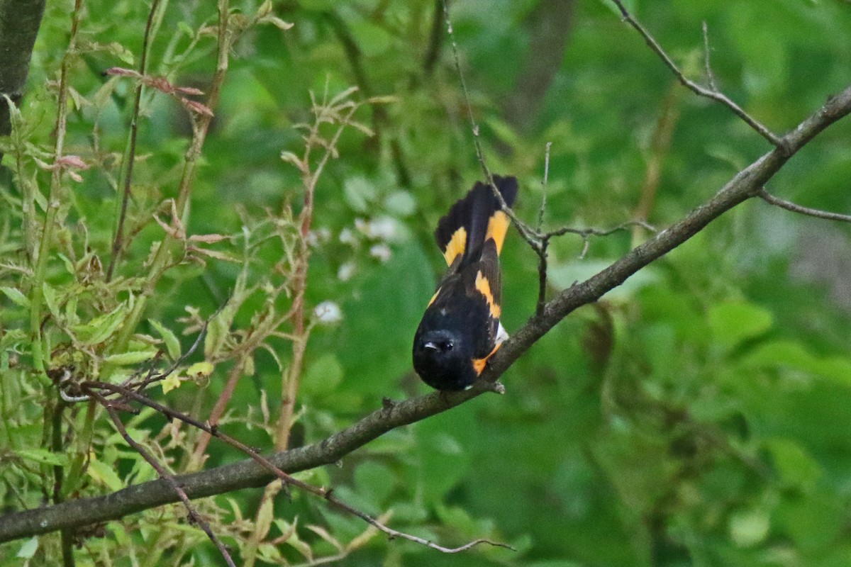 rødstjertparula - ML456933831