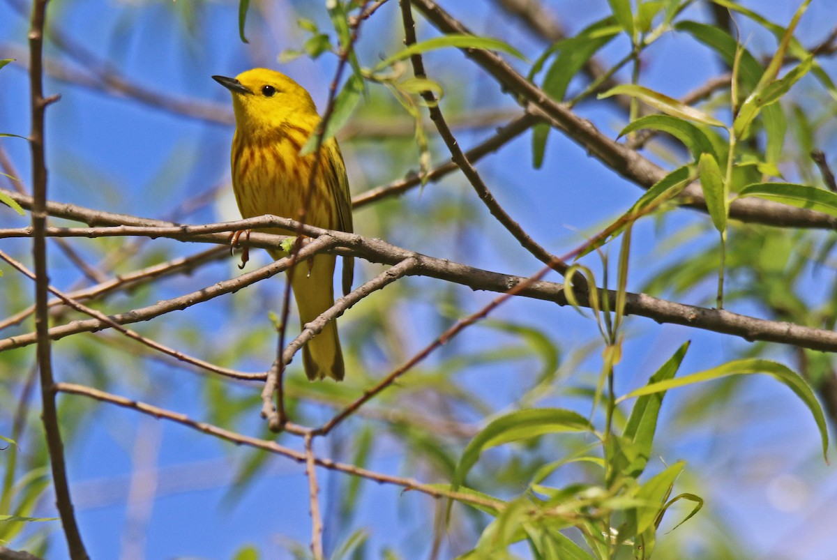 gulparula - ML456933951