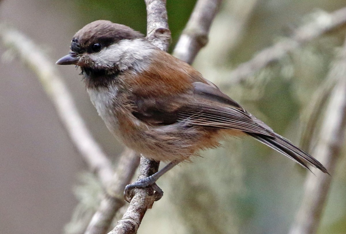 Chestnut-backed Chickadee - Don Roberson