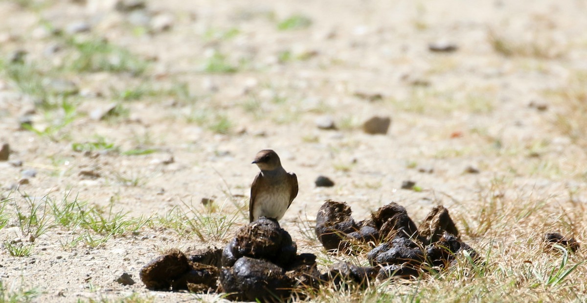 Northern Rough-winged Swallow - Robert Dixon