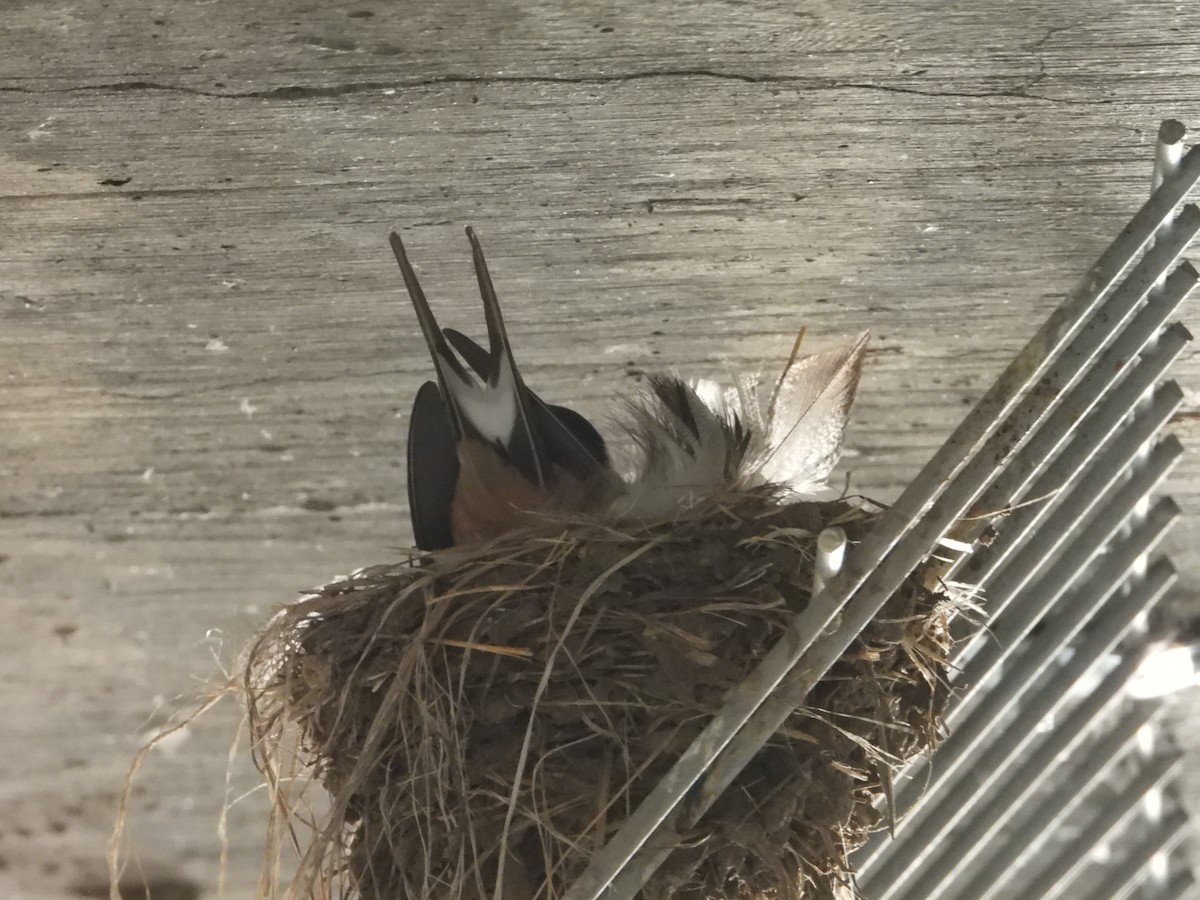 Barn Swallow - ML456935561