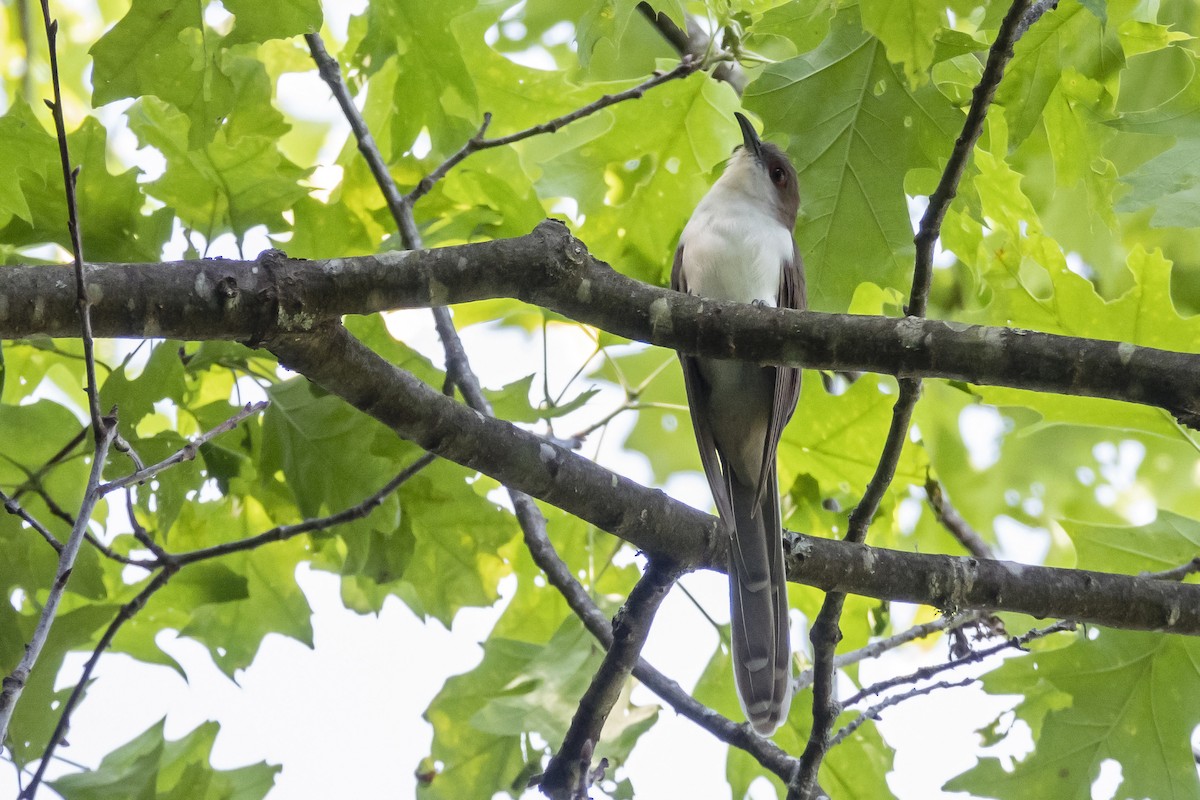 Black-billed Cuckoo - Vic Laubach